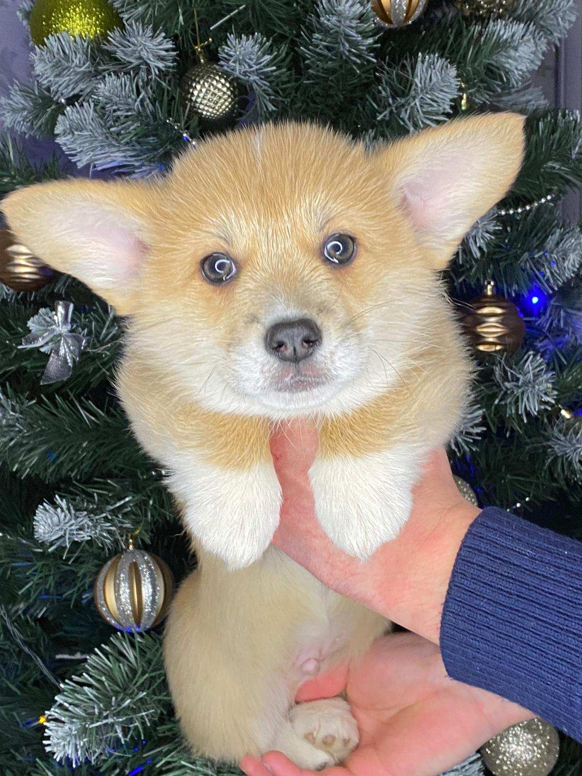 изображение_viber_2021-12-22_21-04-22-700